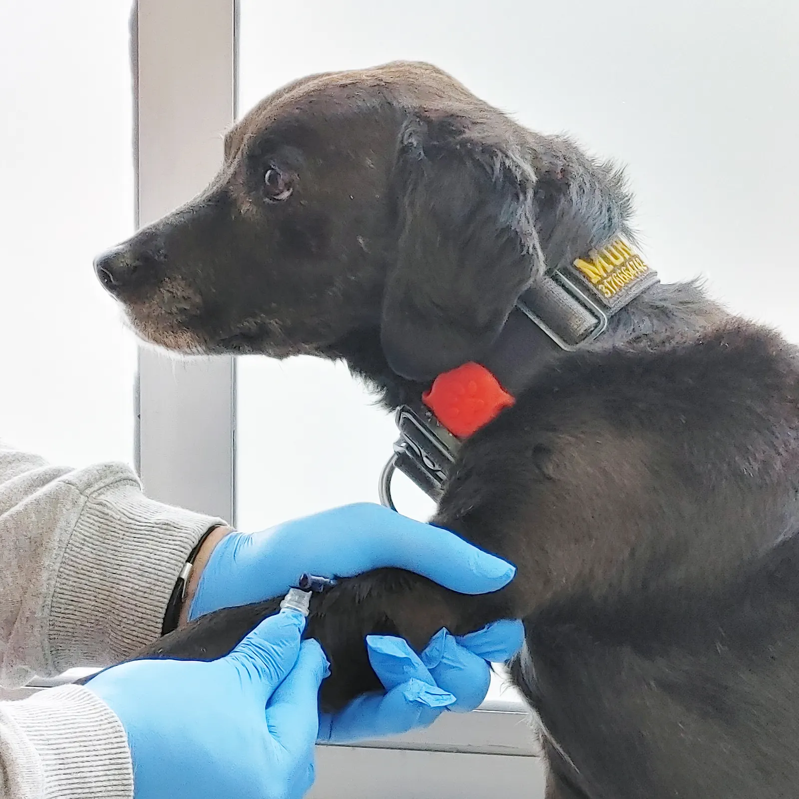 Cirugía Veterinaria