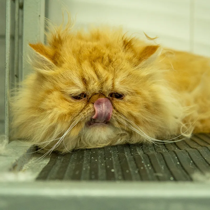 Garfield en modo spa