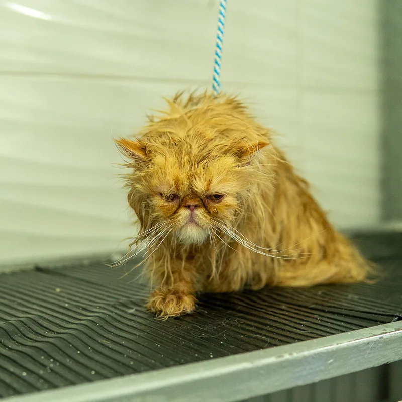 Después del baño
