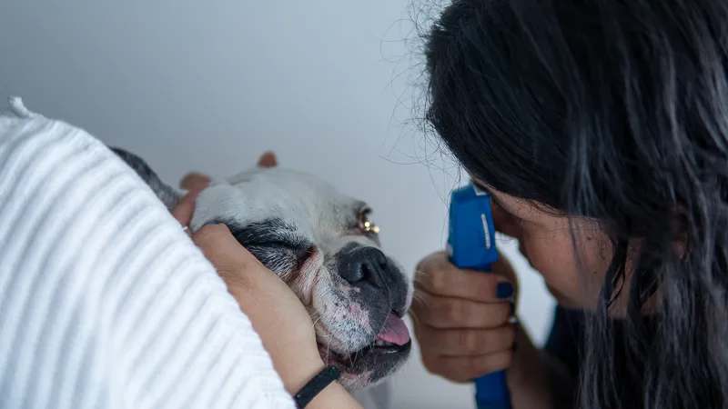 Oftalmología Veterinaria