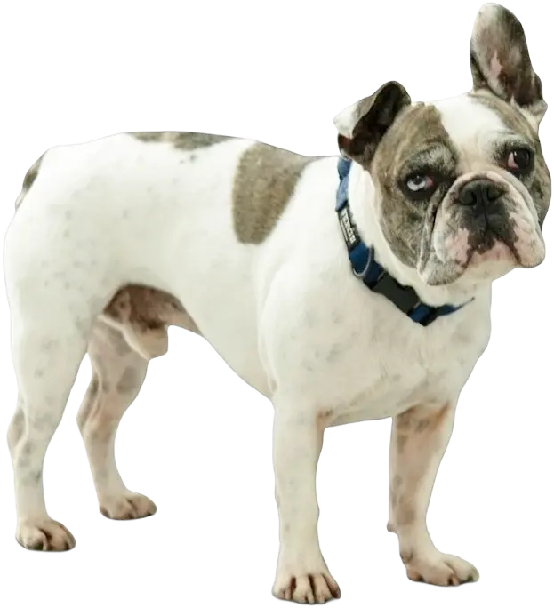 Perro Vision Vet