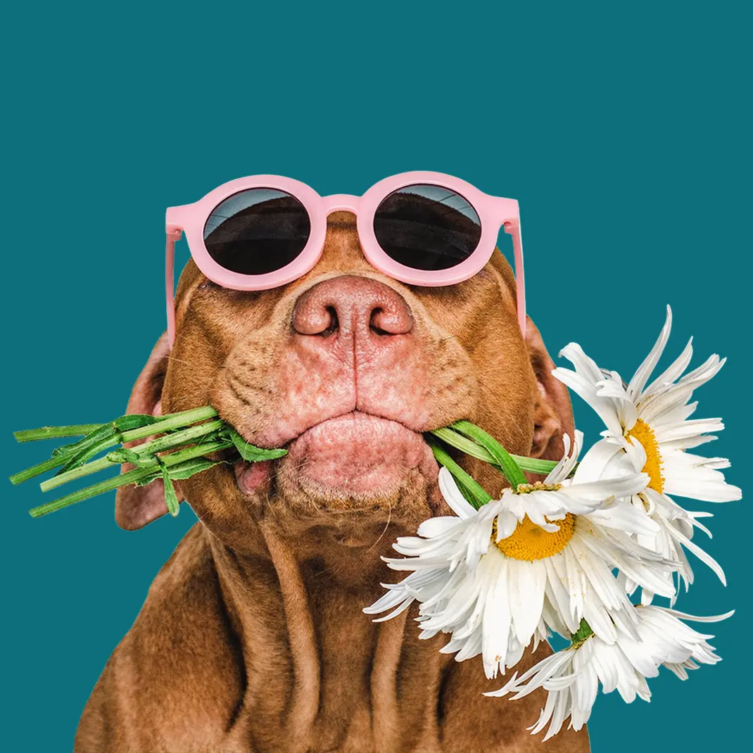 Servicios veterinarios Vision Vet